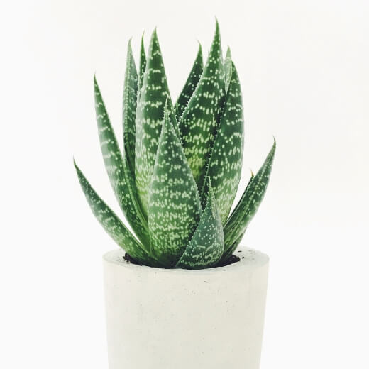 Die Aloe Vera hat viele herausragende Eigenschaften! 