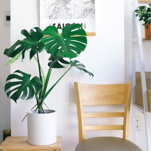 Die Monstera ist die perfekte Zimmerpflanze!